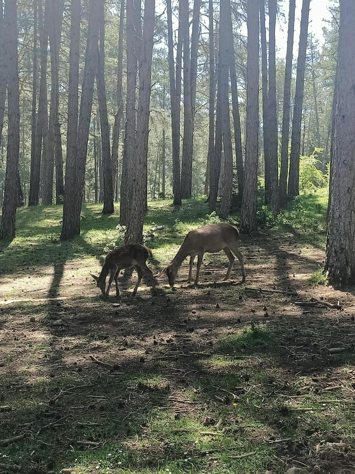 Alojamiento Rural El Cerro Fresneda de la Sierra 외부 사진